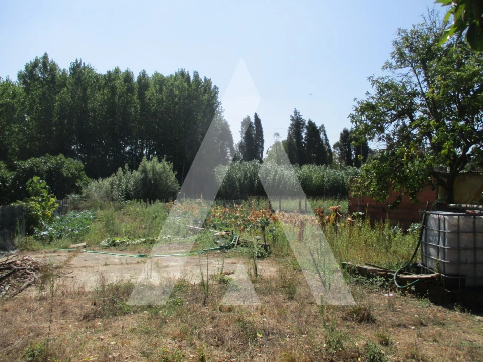 Terreno para Venda em Oliveira do Bairro Foto 1