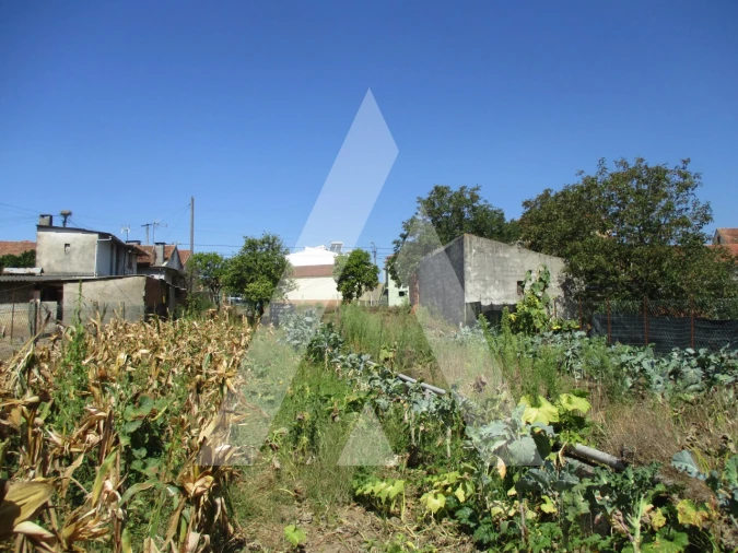 Terreno para Venda em Oliveira do Bairro Foto 3