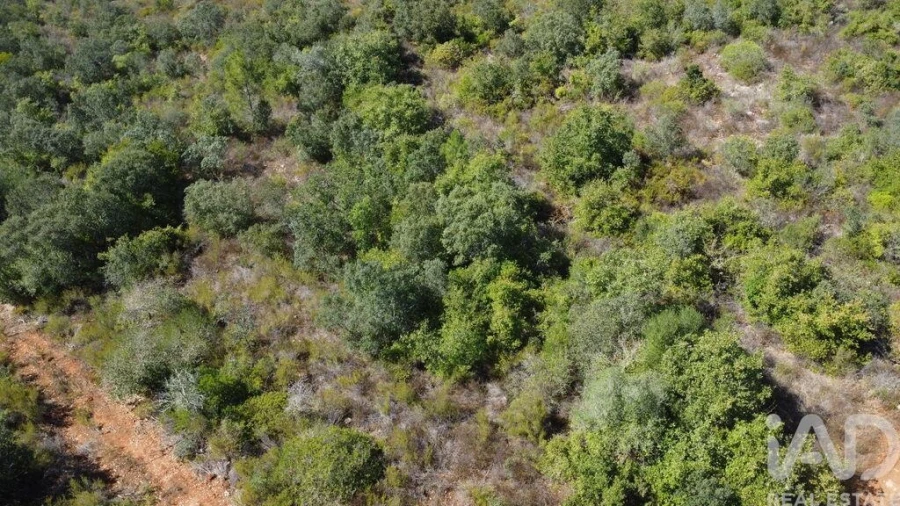 Terreno para Venda em Freixianda, Ribeira do Fárrio e Formigais Foto 15