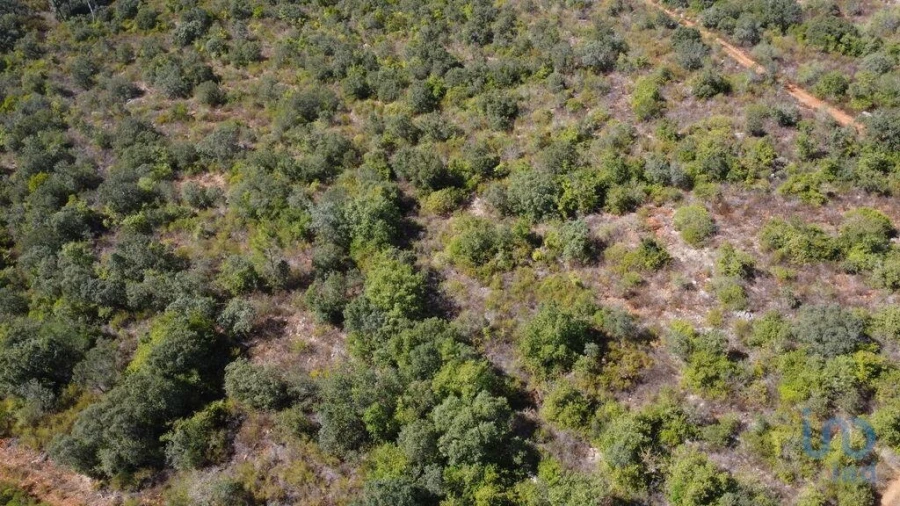 Terreno para Venda em Freixianda, Ribeira do Fárrio e Formigais Foto 14
