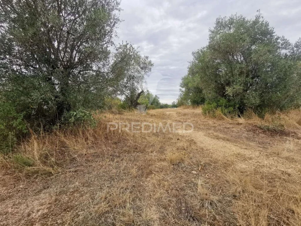 Terreno para Venda em Madalena e Beselga Foto 14