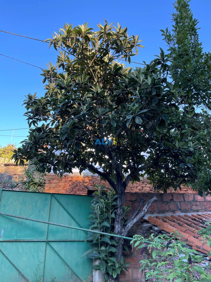 Terreno para Venda em Almaceda Foto 20