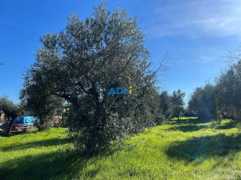 Quinta para Venda em Castelo Branco Foto 16