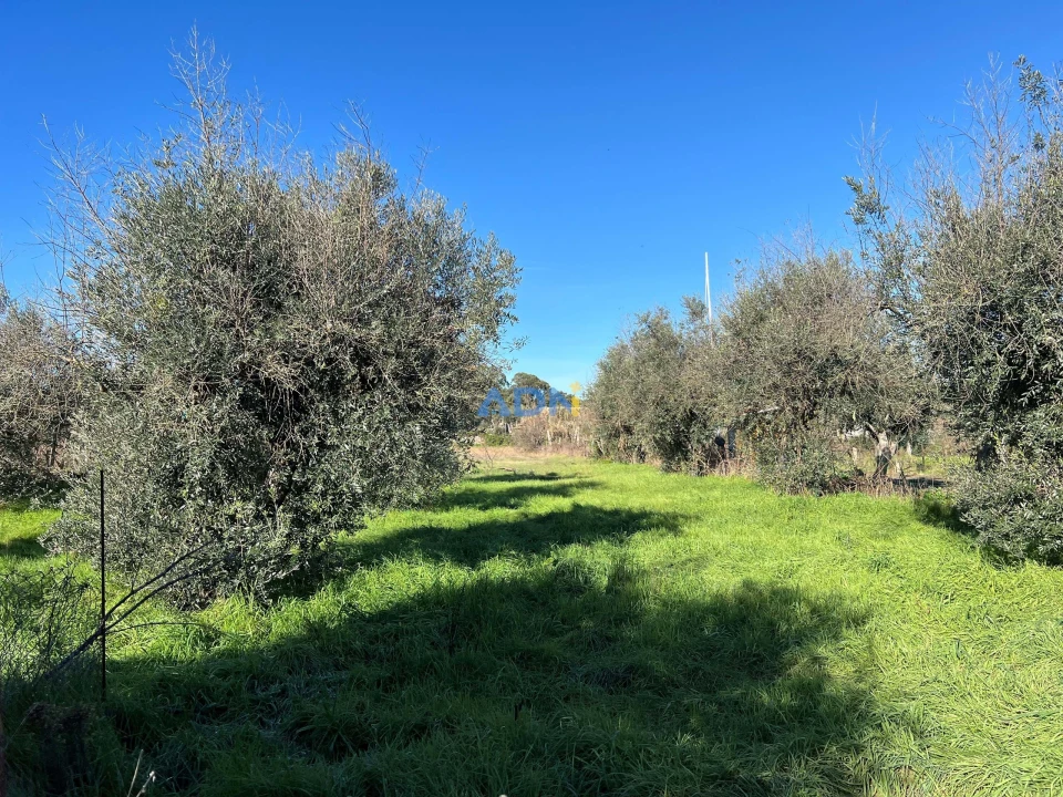 Quinta para Venda em Castelo Branco Foto 9