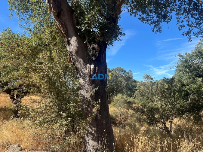 Terreno para Venda em Póvoa de Rio de Moinhos e Cafede Foto 10