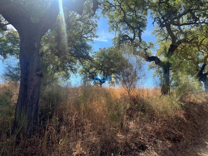 Terreno para Venda em Póvoa de Rio de Moinhos e Cafede Foto 14