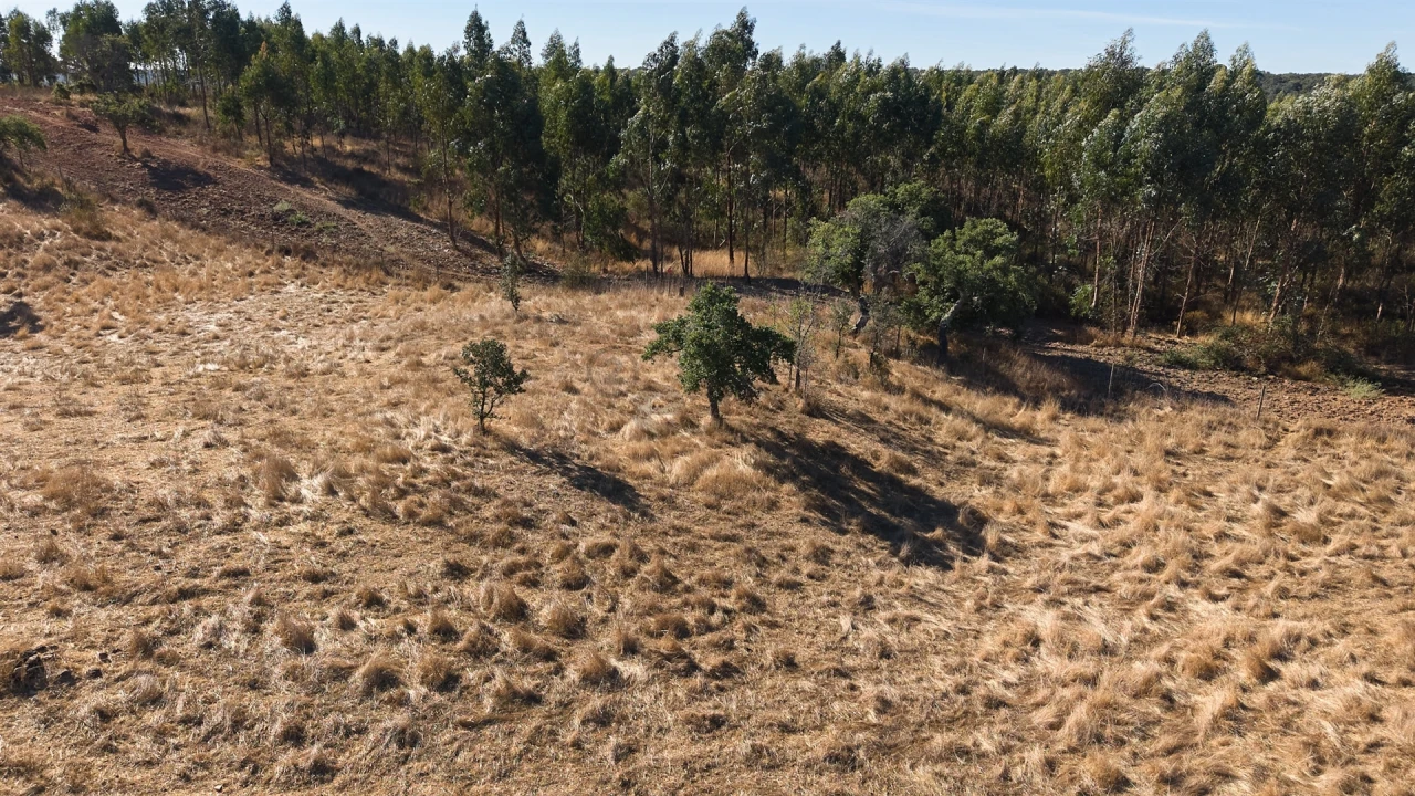 Terreno Misto para Venda em Abela Foto 30