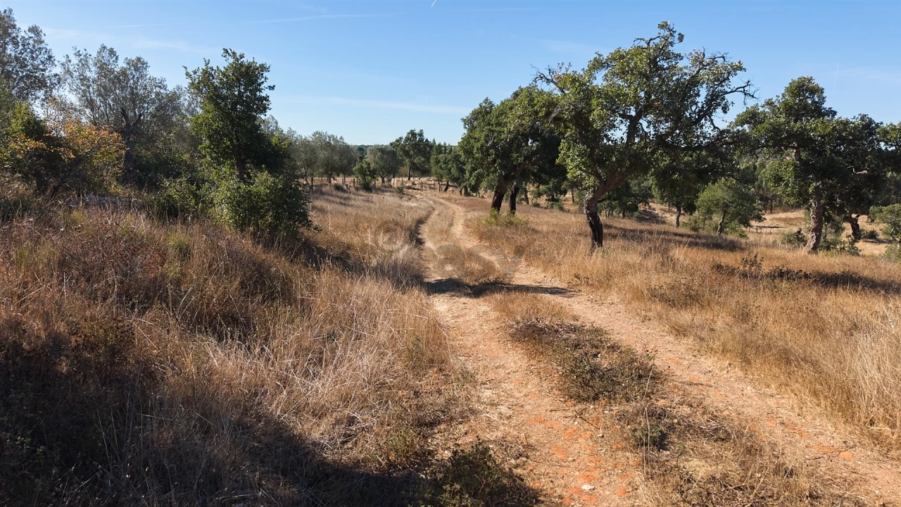 Terreno Misto para Venda em Abela Foto 34
