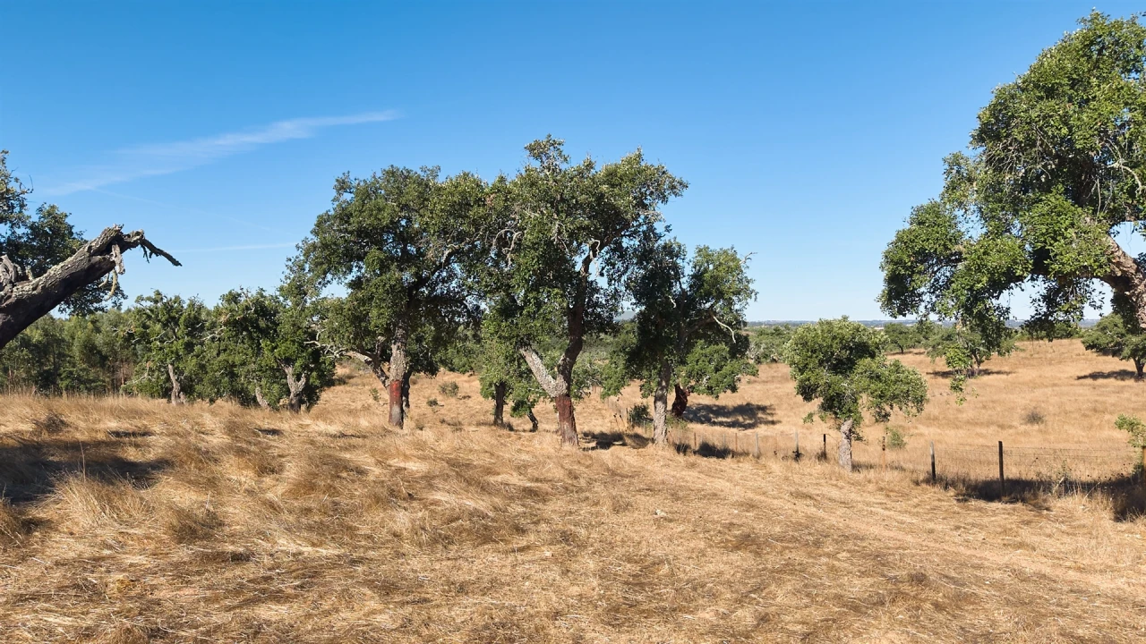 Terreno Misto para Venda em Abela Foto 41