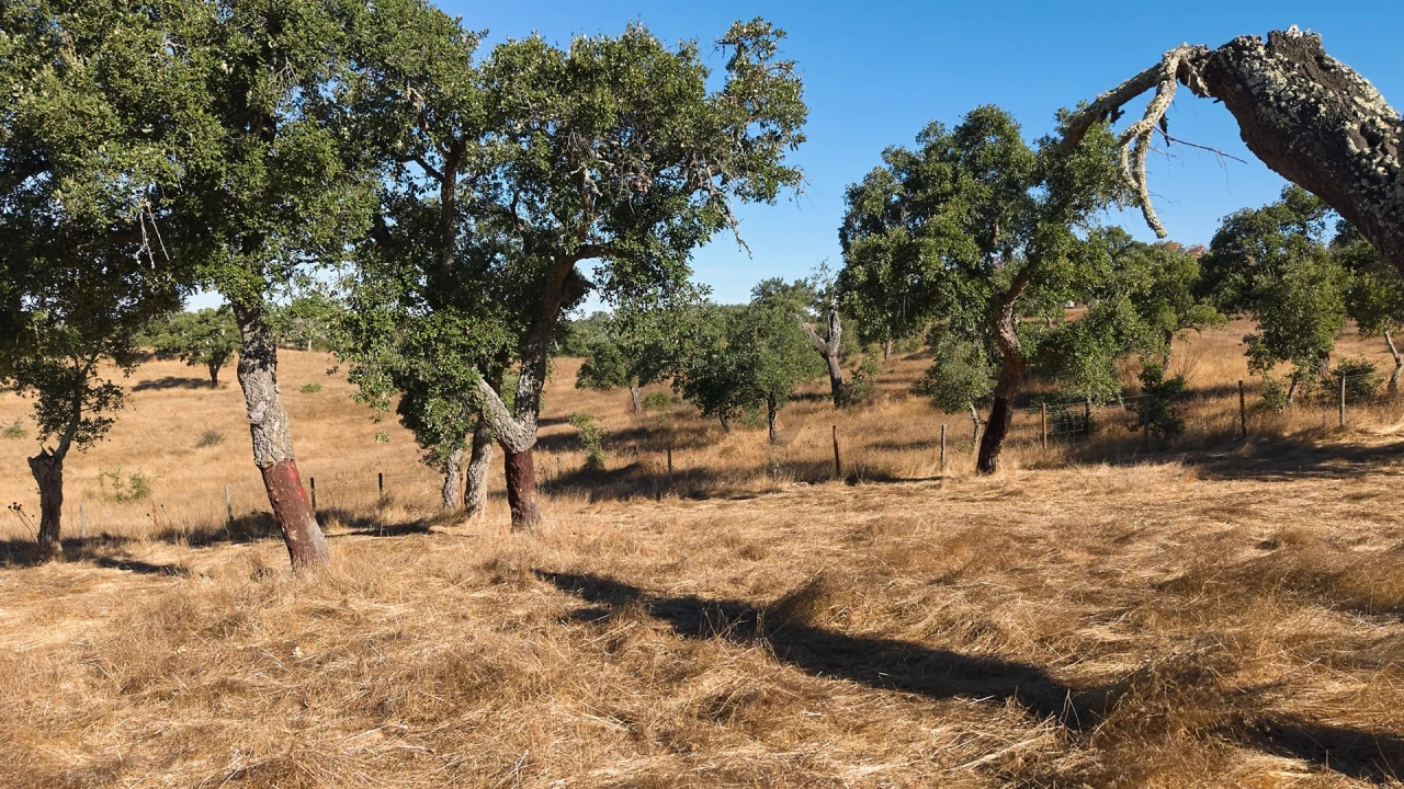 Terreno Misto para Venda em Abela Foto 38