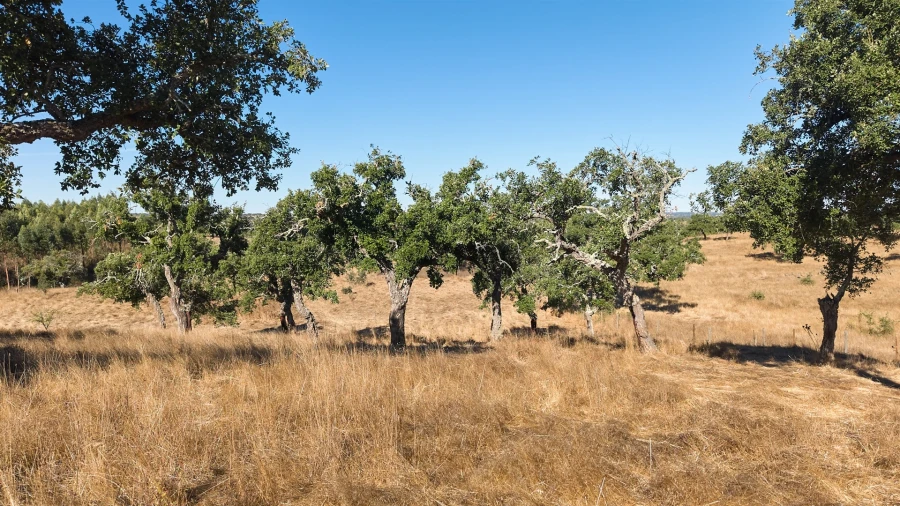 Terreno Misto para Venda em Abela Foto 36