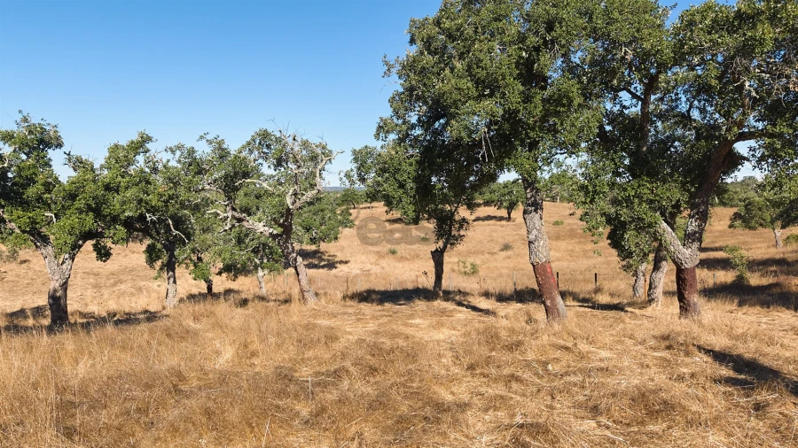 Terreno Misto para Venda em Abela Foto 37