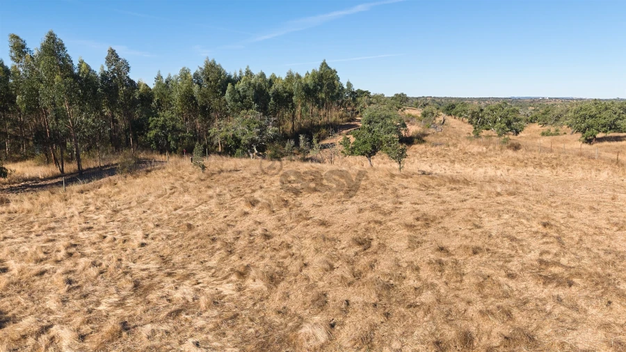 Terreno Misto para Venda em Abela Foto 24