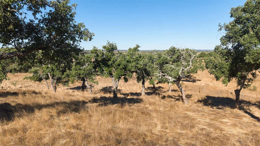 Terreno Misto para Venda em Abela Foto 35