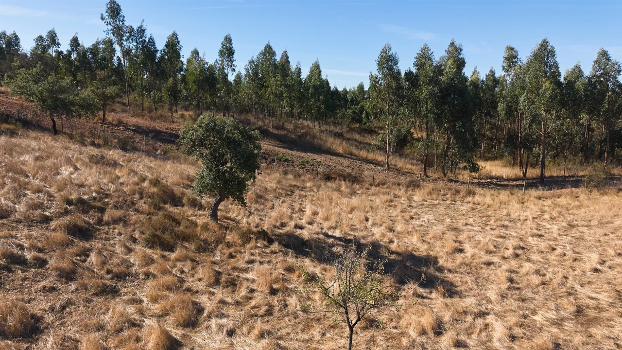 Terreno Misto para Venda em Abela Foto 23