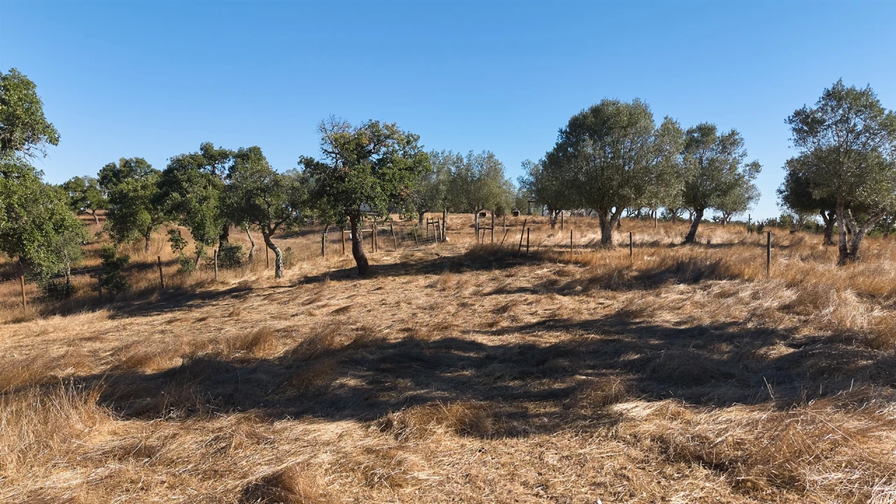 Terreno Misto para Venda em Abela Foto 39