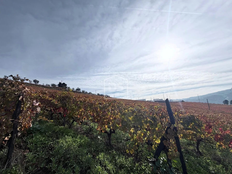 Quinta T4 para Venda em Fontelas Foto 28