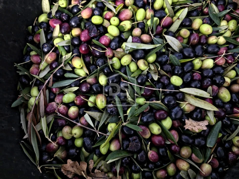 Quinta T4 para Venda em Fontelas Foto 47