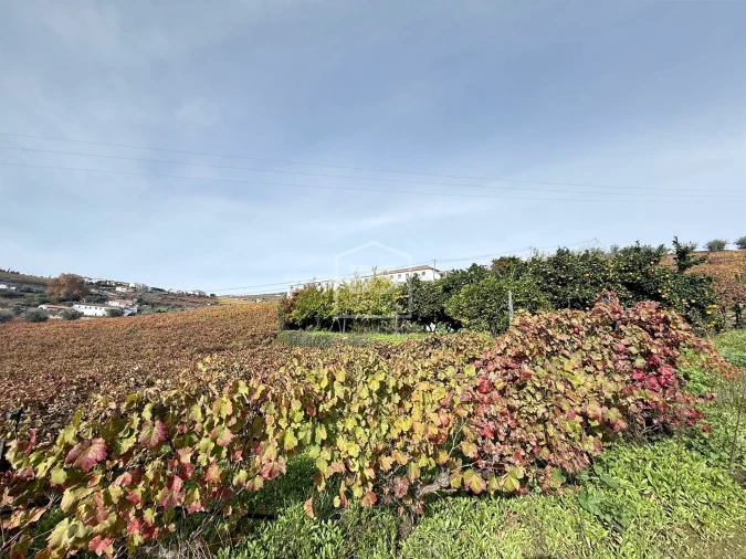 Quinta T4 para Venda em Fontelas Foto 20