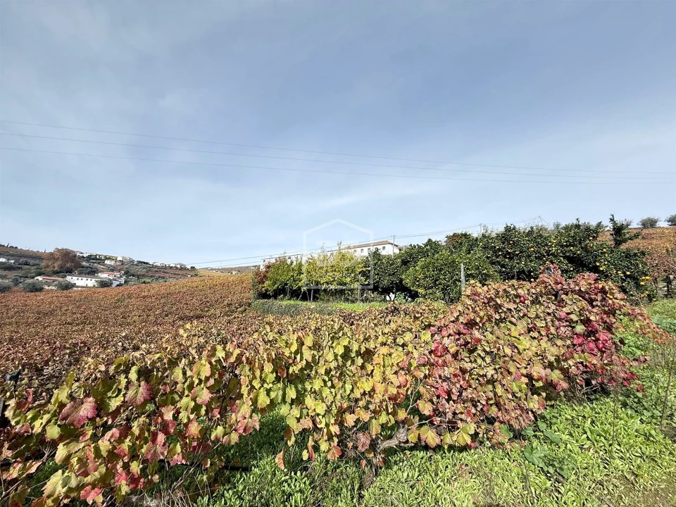 Quinta T4 para Venda em Fontelas Foto 20