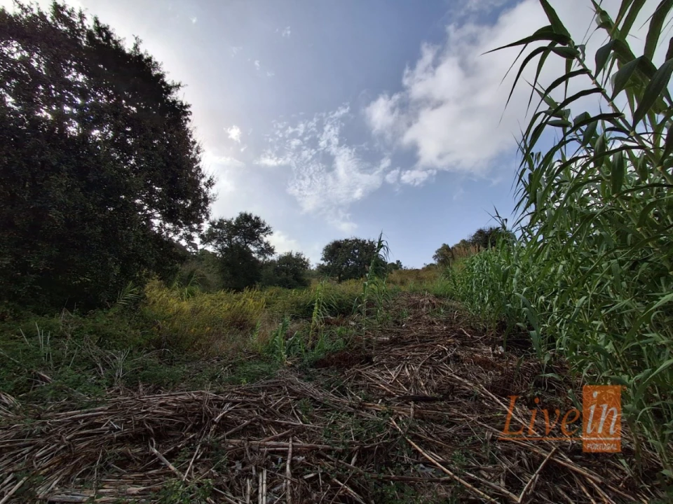 Terreno para Venda em Freiria Foto 6