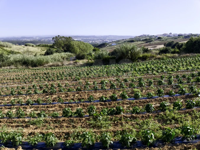 Terreno para Venda em Santa Barbara Foto 4