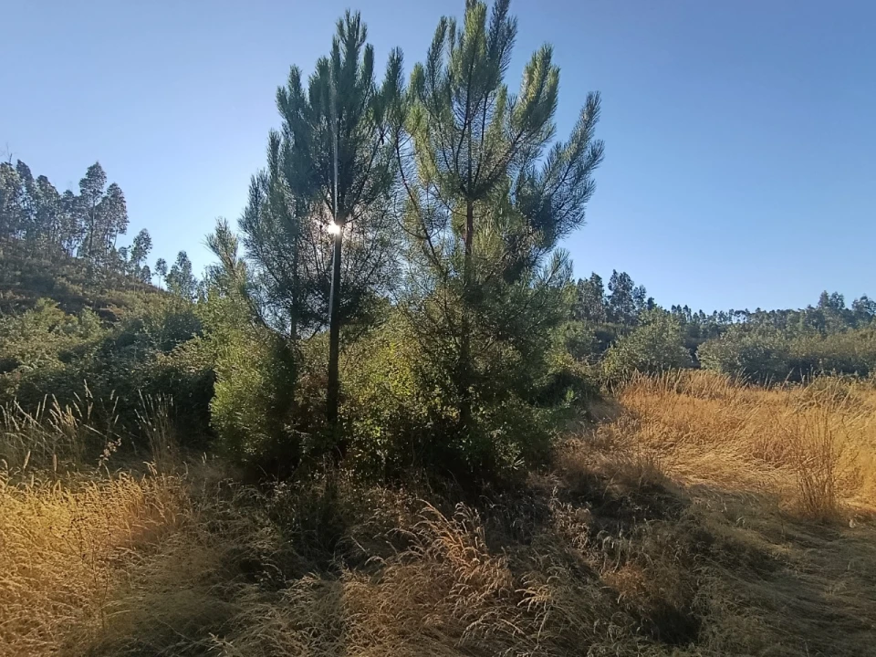 Terreno Agricola ou Rústico para Venda em Alcaravela Foto 2