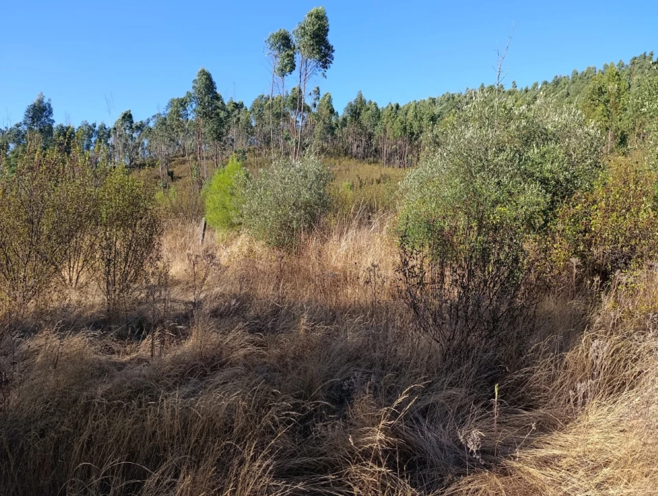 Terreno Agricola ou Rústico para Venda em Alcaravela Foto 5