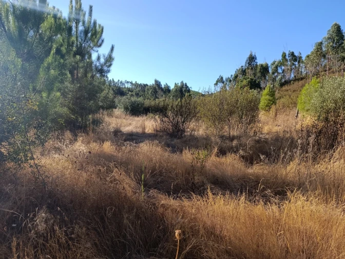 Terreno Agricola ou Rústico para Venda em Alcaravela Foto 6