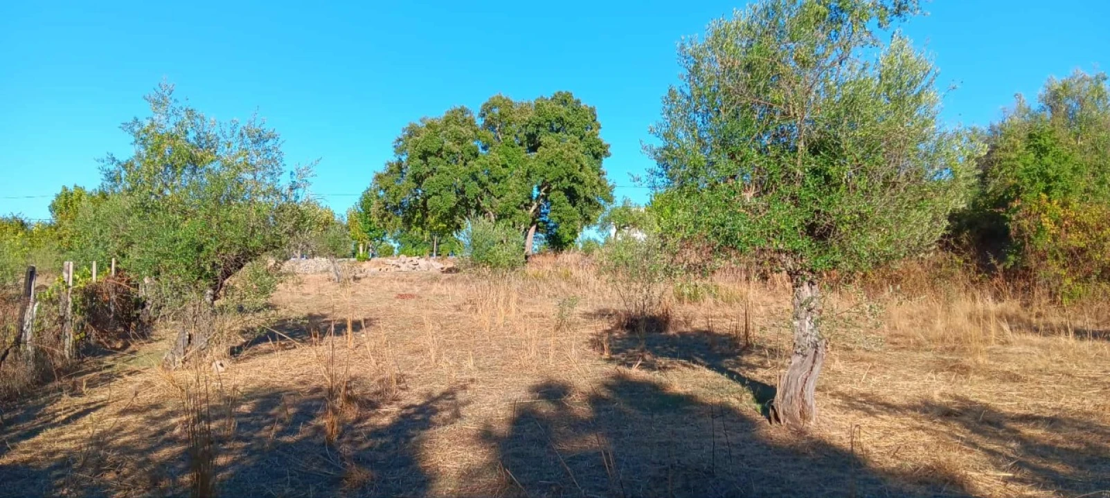 Terreno Agricola ou Rústico para Arrendamento em Mação, Penhascoso e Aboboreira Foto 5