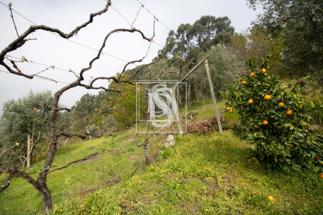Apartamento para Venda em Bustelo, Carneiro e Carvalho de Rei Foto 29