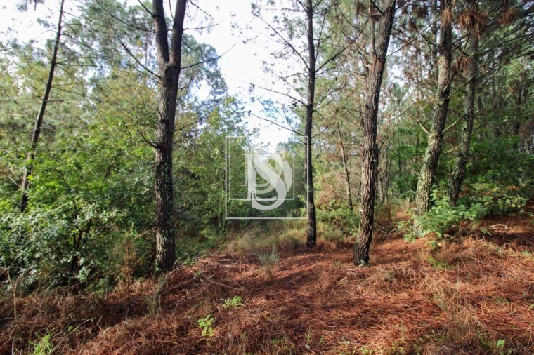 Terreno para Venda em Lufrei Foto 23