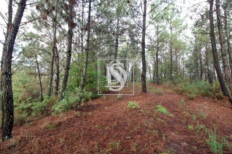 Terreno para Venda em Lufrei Foto 24