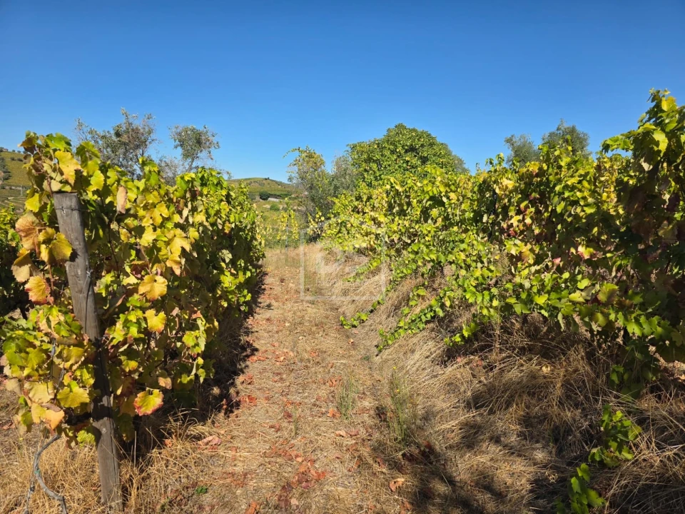 Quinta T0 para Venda em Lobrigos (São Miguel e São João Baptista) e Sanhoane Foto 4