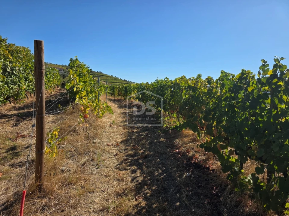 Quinta T0 para Venda em Lobrigos (São Miguel e São João Baptista) e Sanhoane Foto 11