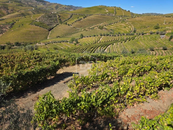 Quinta T0 para Venda em Lobrigos (São Miguel e São João Baptista) e Sanhoane Foto 7