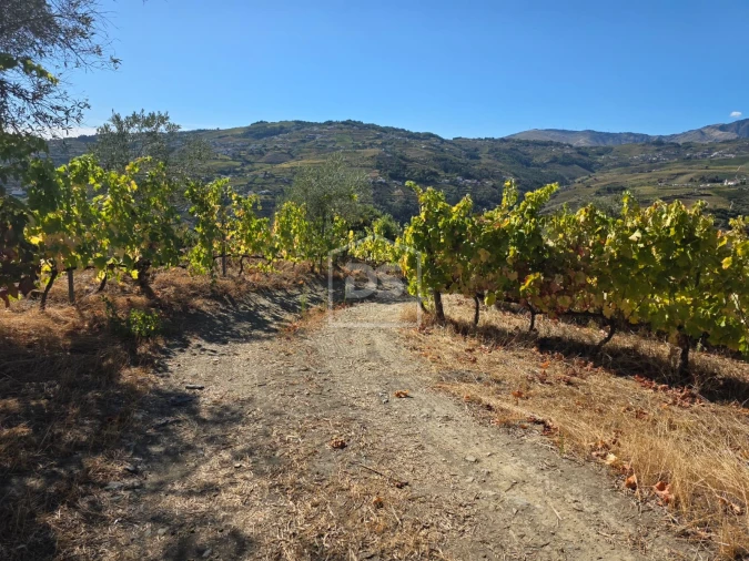 Quinta T0 para Venda em Lobrigos (São Miguel e São João Baptista) e Sanhoane Foto 15