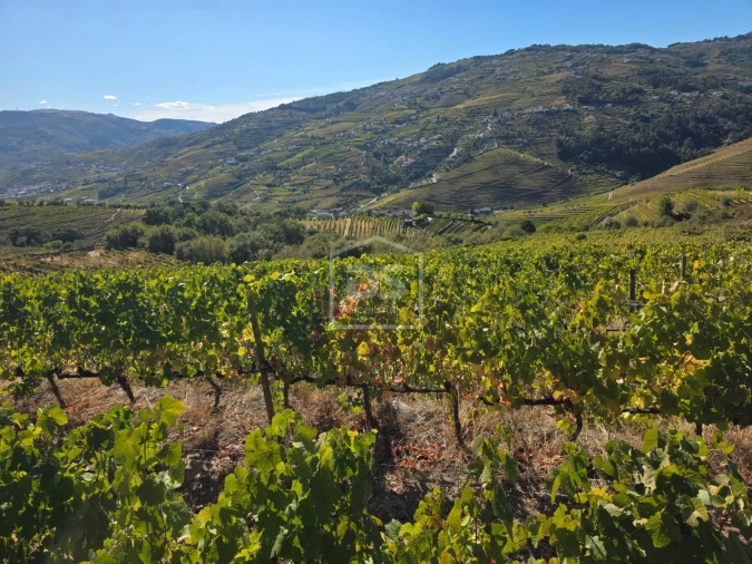 Quinta T0 para Venda em Lobrigos (São Miguel e São João Baptista) e Sanhoane Foto 9