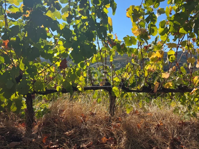 Quinta T0 para Venda em Lobrigos (São Miguel e São João Baptista) e Sanhoane Foto 6