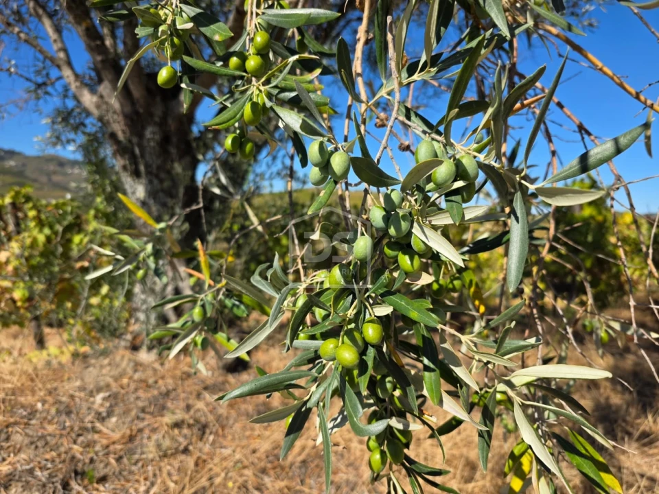 Quinta T0 para Venda em Lobrigos (São Miguel e São João Baptista) e Sanhoane Foto 2