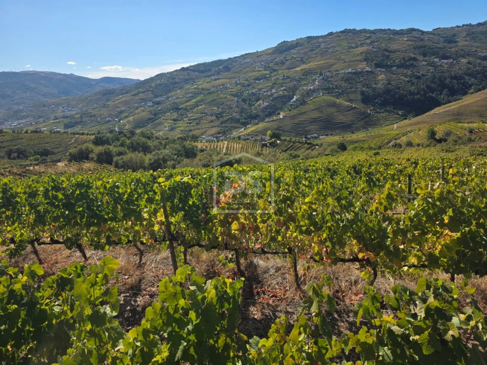 Quinta T0 para Venda em Lobrigos (São Miguel e São João Baptista) e Sanhoane Foto 9