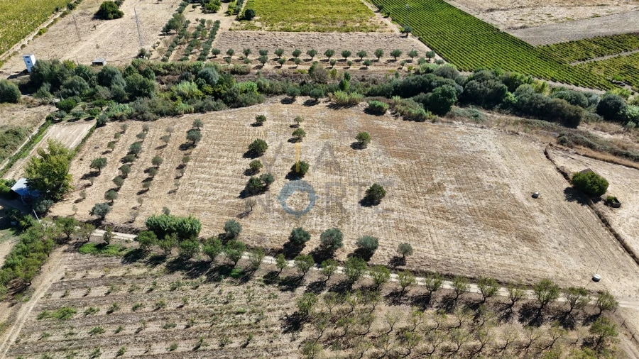 Terreno Agricola ou Rústico para Venda em Horta da Vilariça Foto 3