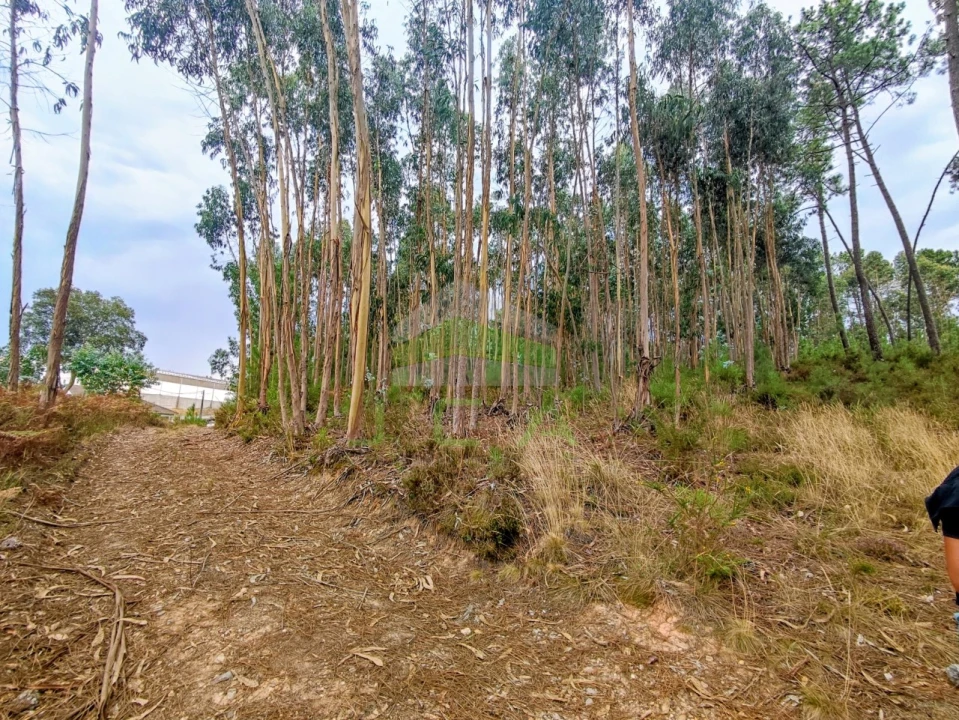 Terreno para Venda em Caranguejeira Foto 4