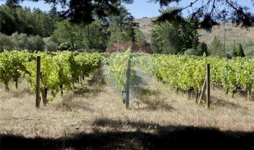 Negócio para Venda em Abrunhosa-A-Velha Foto 23