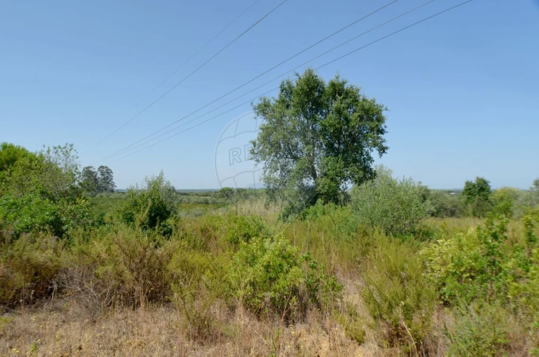 Terreno para Venda em Almoster Foto 4