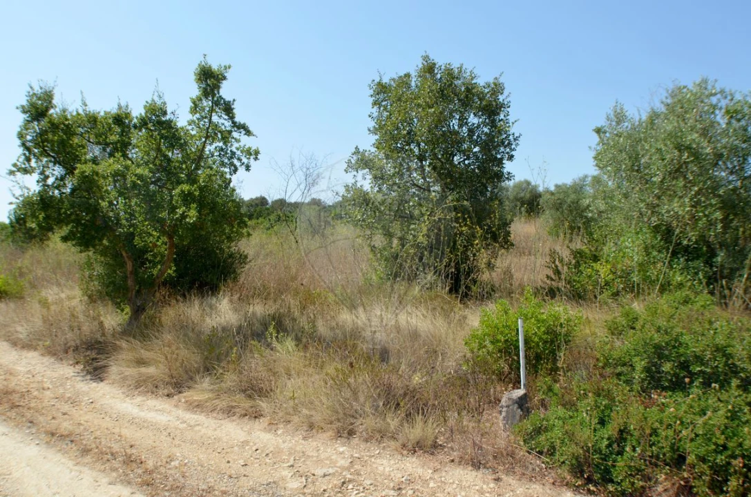 Terreno para Venda em Almoster Foto 6