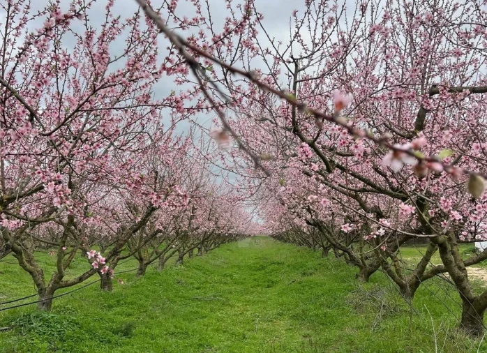 Quinta T2 para Venda em Poceirão e Marateca Foto 3
