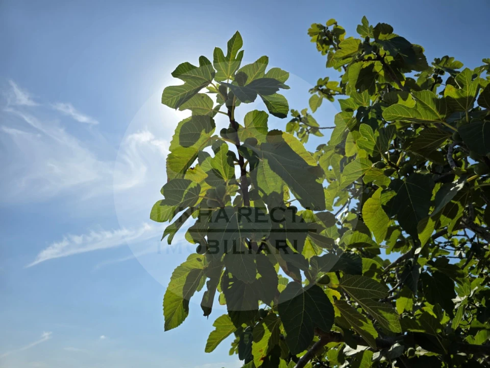 Terreno Agricola ou Rústico para Venda em Gambia-Pontes-Alto da Guerra Foto 10