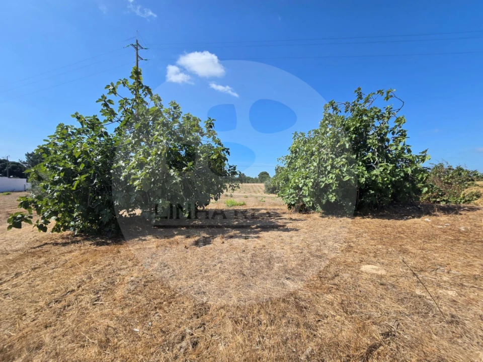 Terreno Agricola ou Rústico para Venda em Gambia-Pontes-Alto da Guerra Foto 12