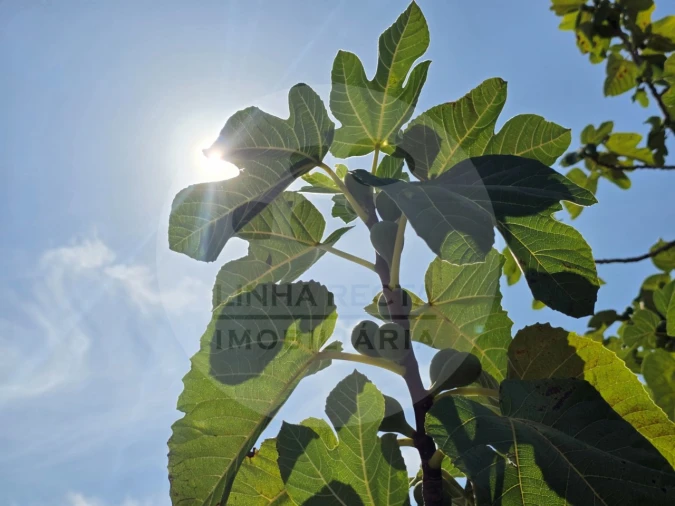 Terreno Agricola ou Rústico para Venda em Gambia-Pontes-Alto da Guerra Foto 11